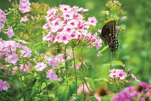 Flowers and butterfly in the garden of the Sisters of St. Joseph in Brentwood, N.Y.