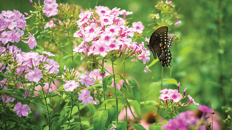 Flowers and butterfly in the garden of the Sisters of St. Joseph in Brentwood, N.Y.
