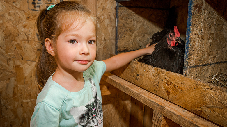 A young girl petting a chicken.