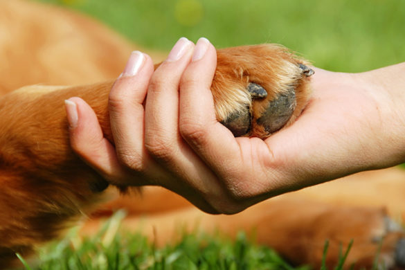 Person holding a dogs paw.
