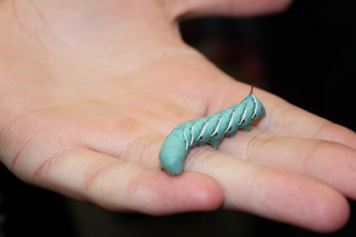 A student holding a tobacco hornworm.