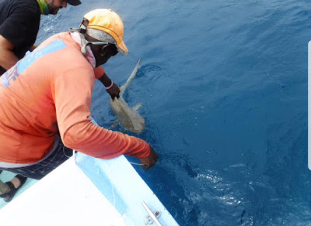 Shark and Ray Conservation in Belize.