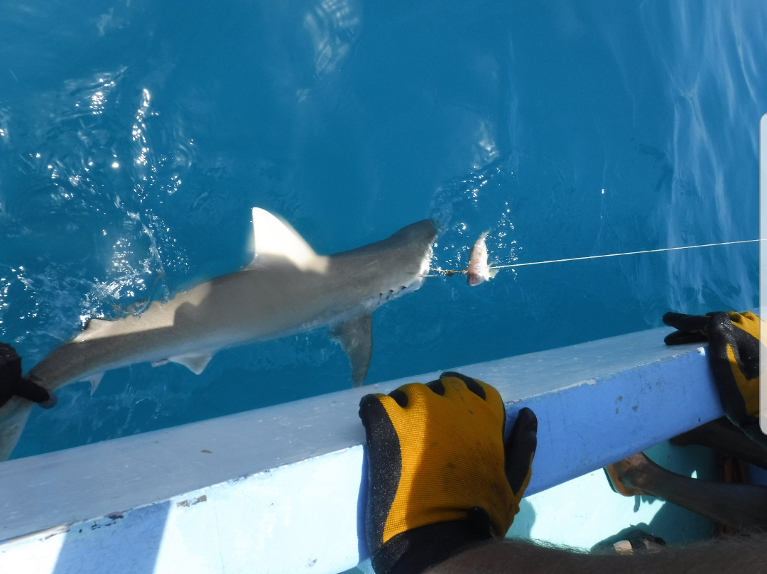 Shark hooked next to their boat.