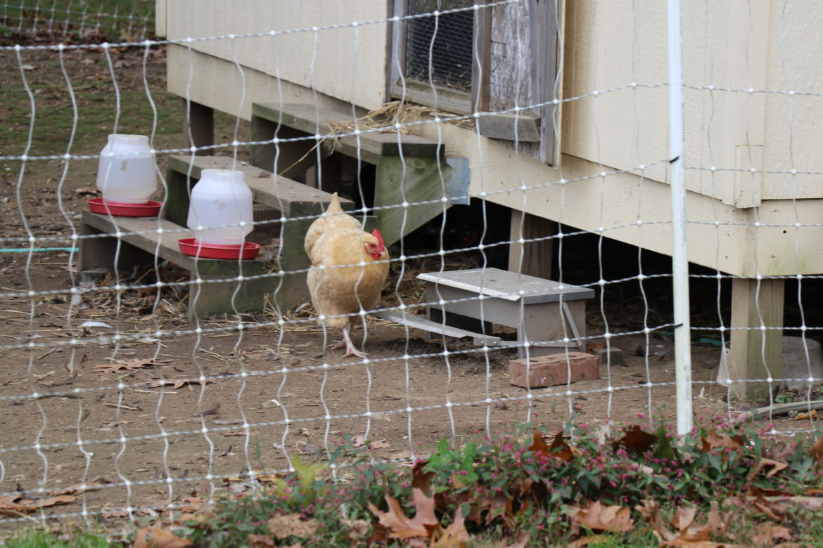 Chickens on the grounds of the Sisters of St. Joseph in Brentwood.