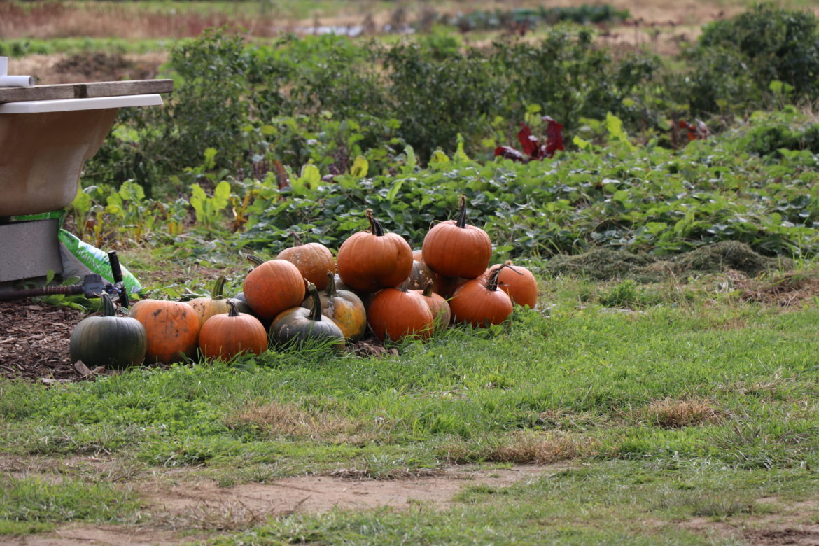 Pumpkins on the grounds of the Sisters of St. Joseph in Brentwood.