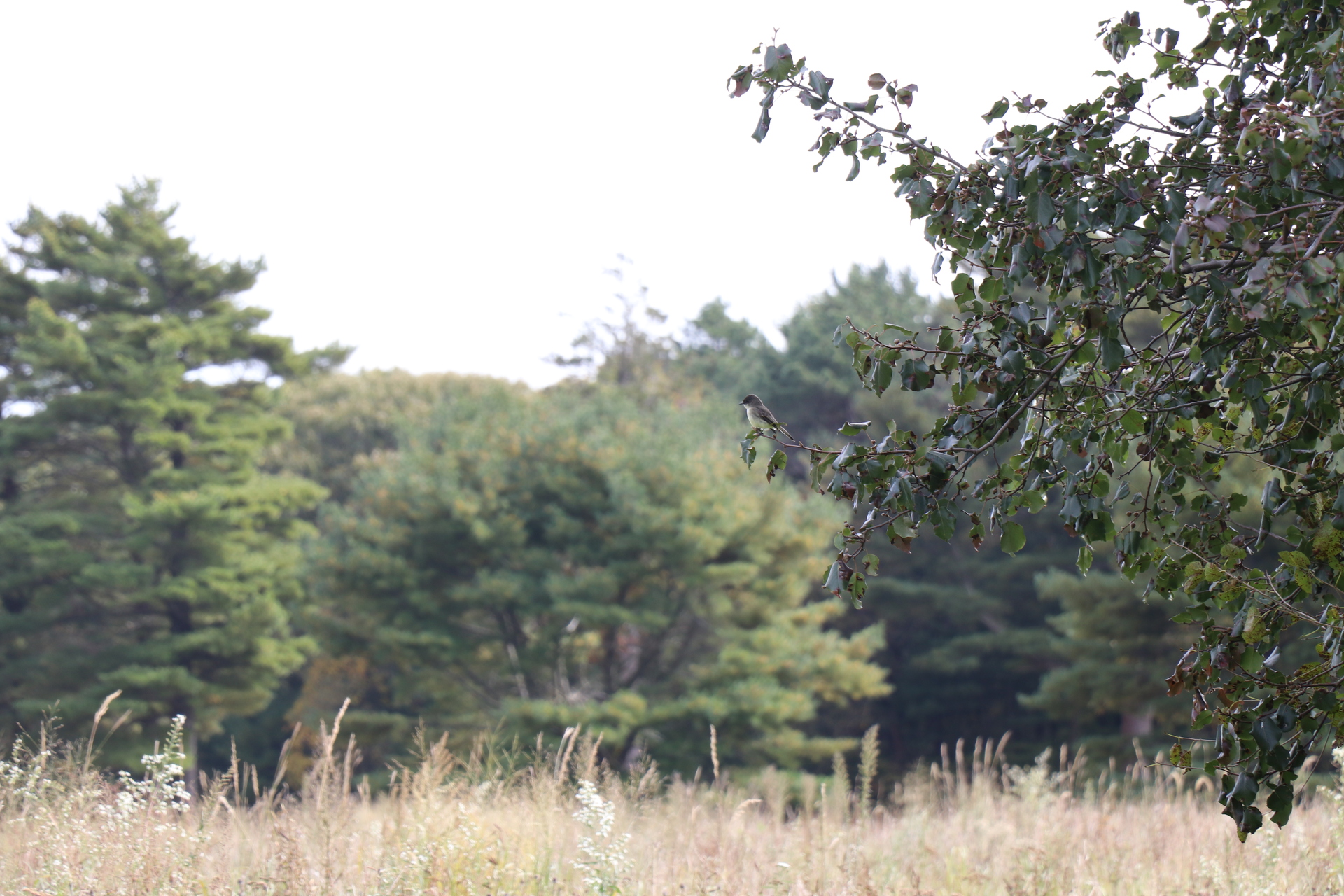 A bird in a tree at the grounds in Brentwood.