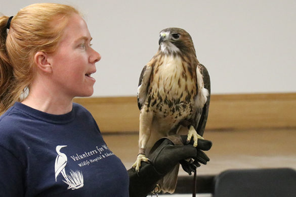 Baby the red-tailed hawk.