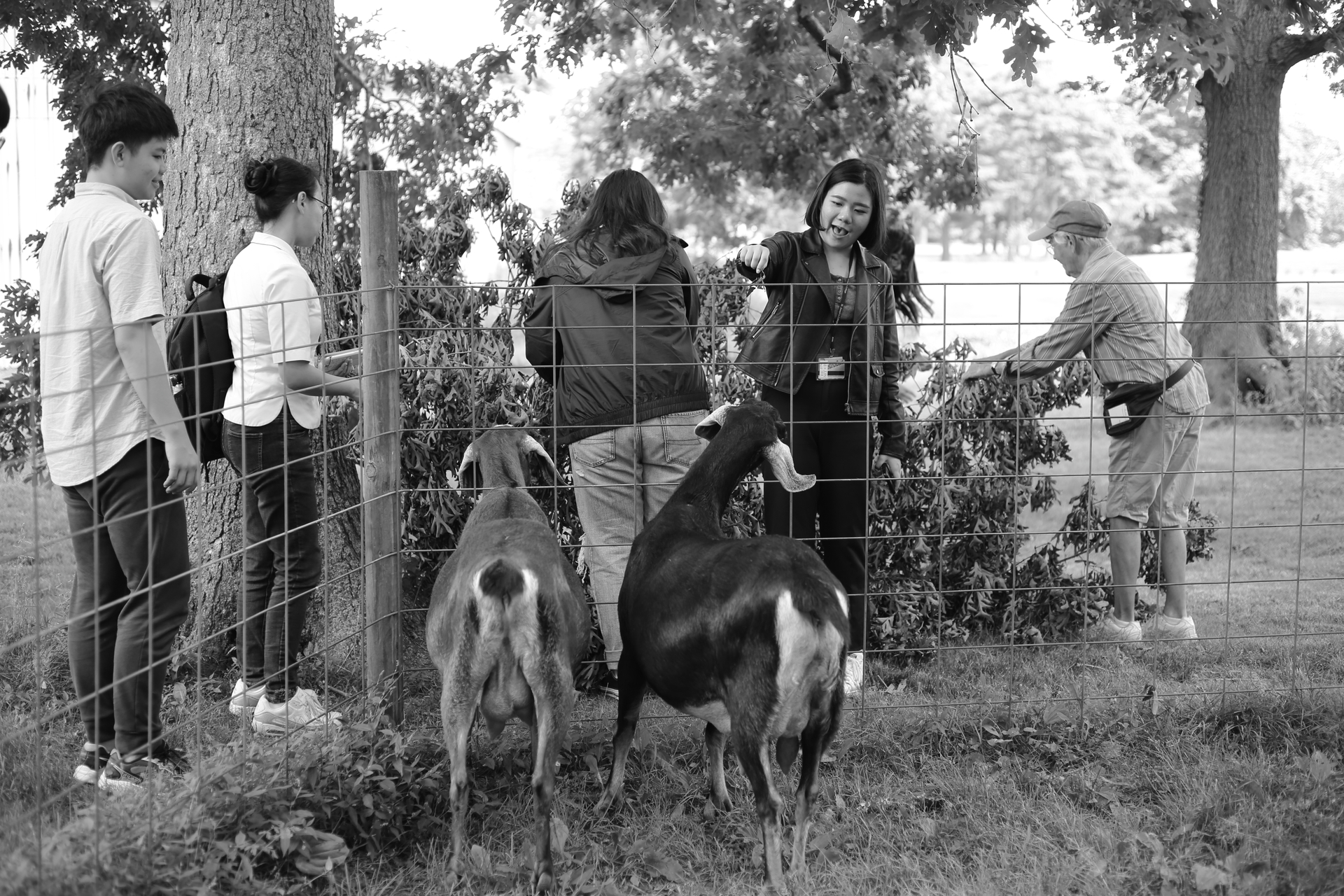 Tzu Chi students feeding goats at the congregation in Brentwood.