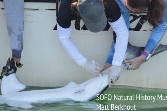 Scientists drawing blood from a White Shark.