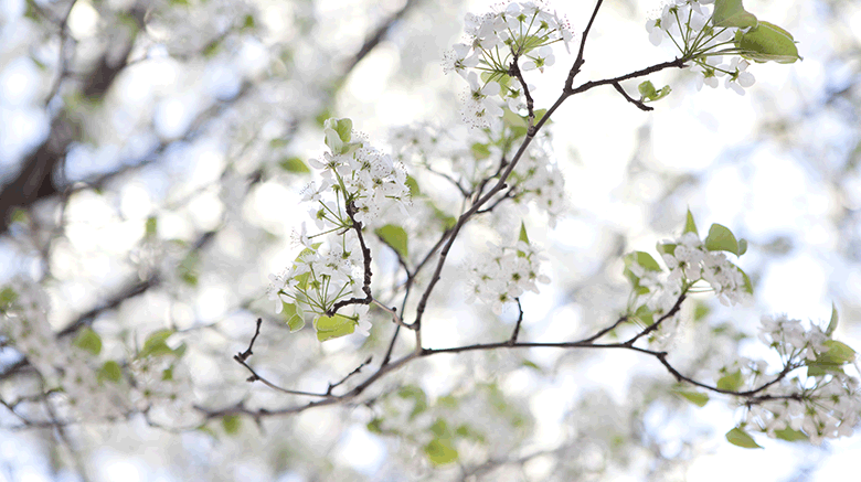 Flowers in a tree.