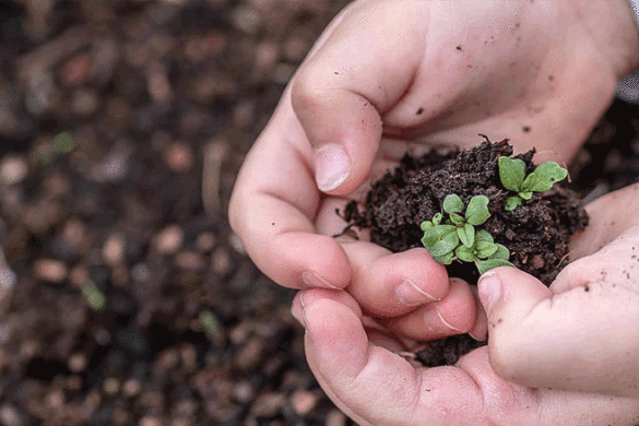 child holding dirt in their hands.