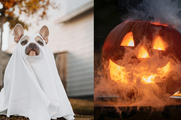 A dog dressed as a ghost for Halloween; a jack-o'-lantern.