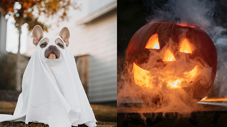 A dog dressed as a ghost for Halloween; a jack-o'-lantern.
