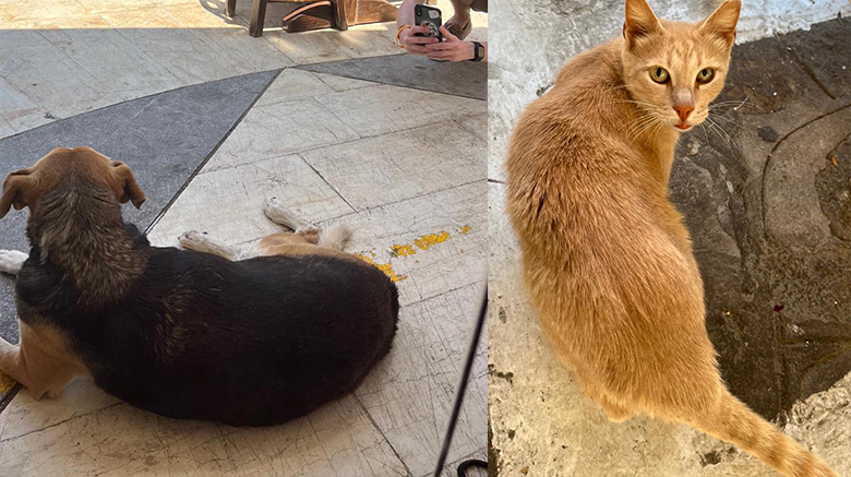 Stray dog and cat in Greece.