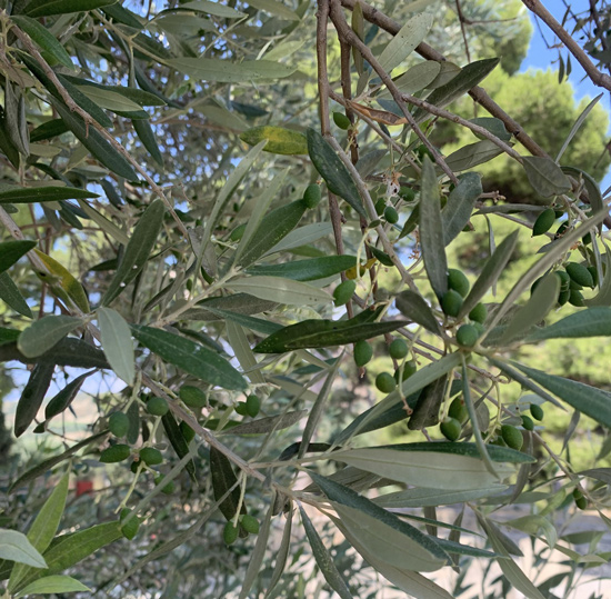 A wild olive tree in Greece.