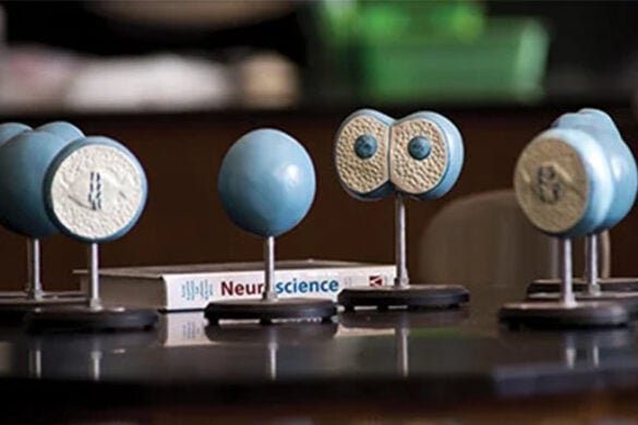 CSTEP Is Now Available for SJNY Students