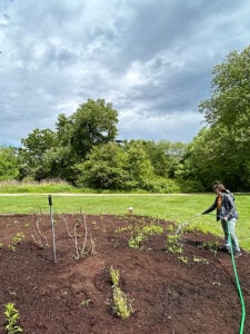 Student watering plants in the garden.